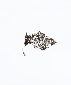 Leaves 4