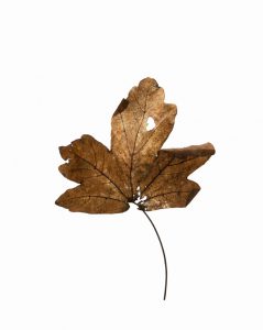 Leaves 1