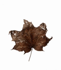 Leaves 8
