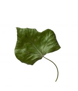 Leaves 3
