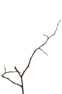Leaves 7