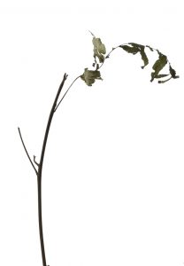 Leaves 5