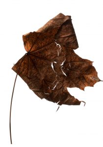 Leaves 6